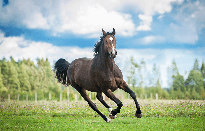Horse Gut Health